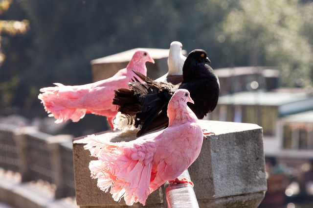 有找到应对 有找到应对