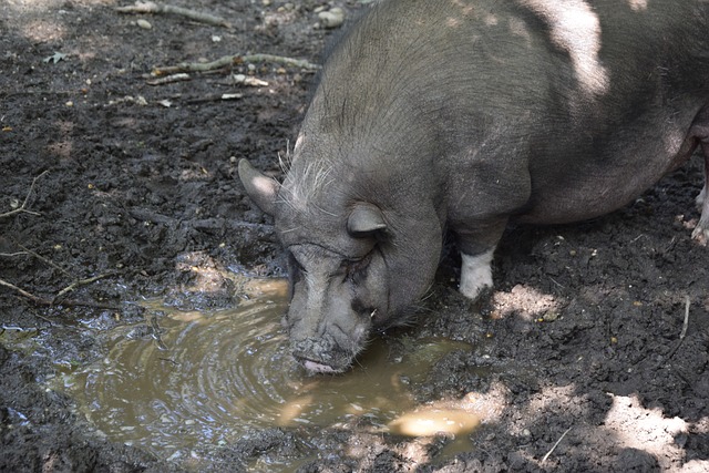 关键前锋伤 关键前锋伤